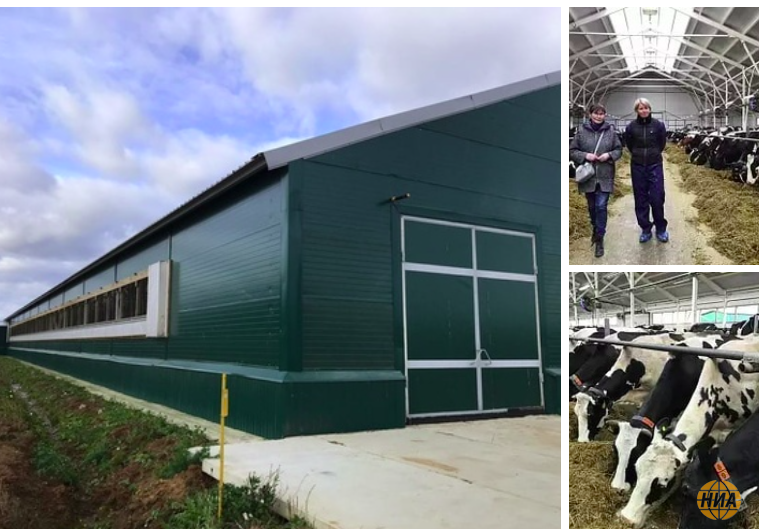 В Удмуртии открыли новую молочную ферму на 512 голов КРС